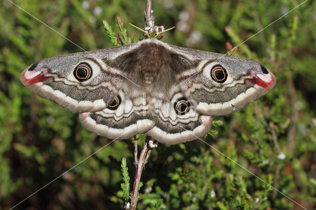 Kleine nachtpauwoog (Saturnia pavonia)