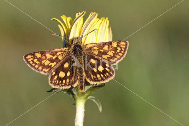 Bont dikkopje (Carterocephalus palaemon)