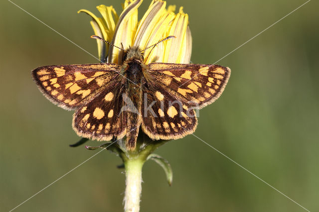 Bont dikkopje (Carterocephalus palaemon)