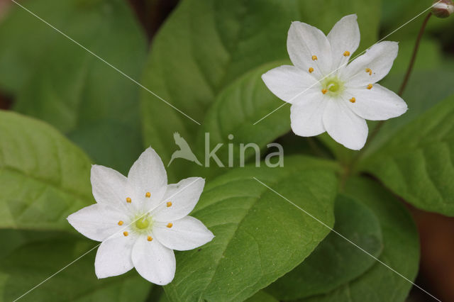 Chickweed Wintergreen (Trientalis europaea)