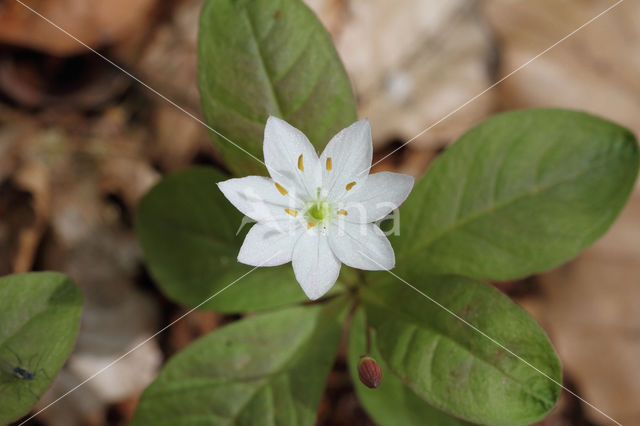 Chickweed Wintergreen (Trientalis europaea)