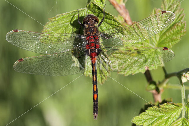 Northern White-faced darter (Leucorrhinia rubicunda)