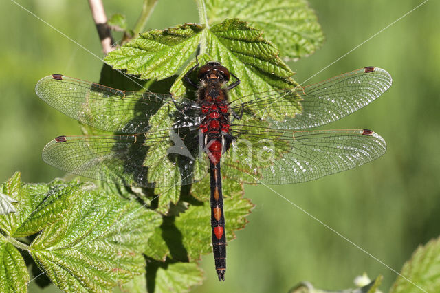 Noordse witsnuitlibel (Leucorrhinia rubicunda)