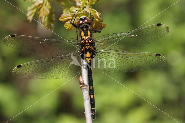 Venwitsnuitlibel (Leucorrhinia dubia)