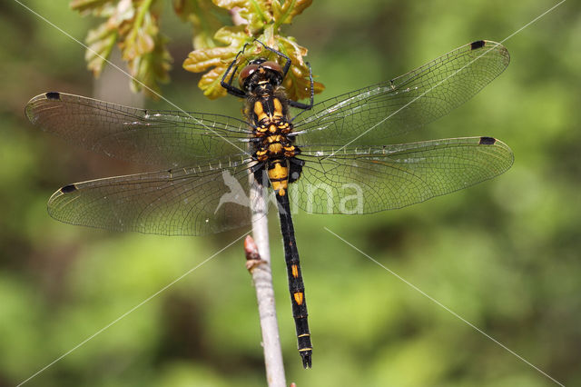 White-faced Darter (Leucorrhinia dubia)