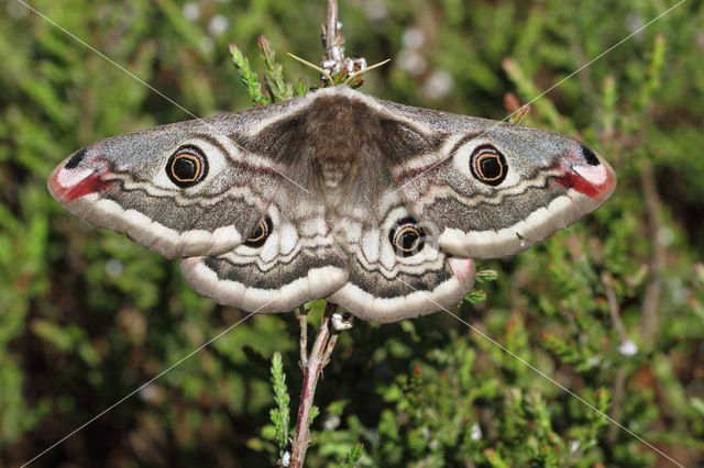 Kleine nachtpauwoog (Saturnia pavonia)