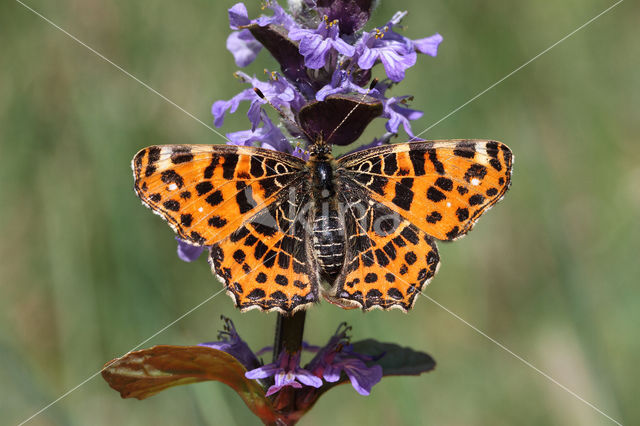 Landkaartje (Araschnia levana)