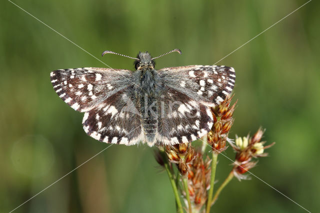 Grizzled Skipper (Pyrgus malvae)