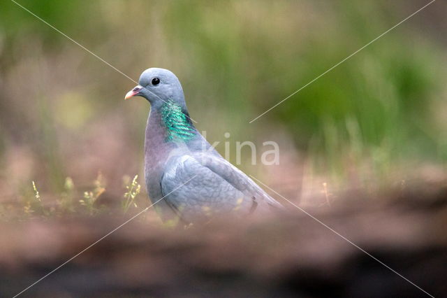 Houtduif (Columba palumbus)