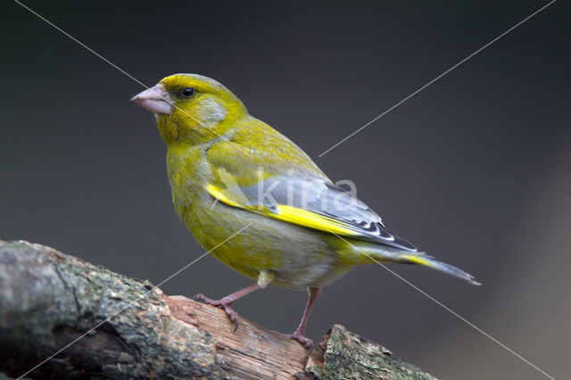 European Greenfinch (Carduelis chloris)