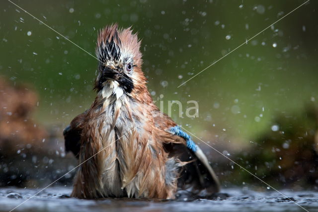 Vlaamse Gaai (Garrulus glandarius)