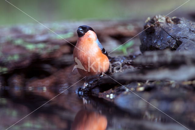 Eurasian Bullfinch (Pyrrhula pyrrhula)