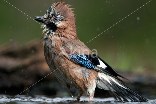 Vlaamse Gaai (Garrulus glandarius)