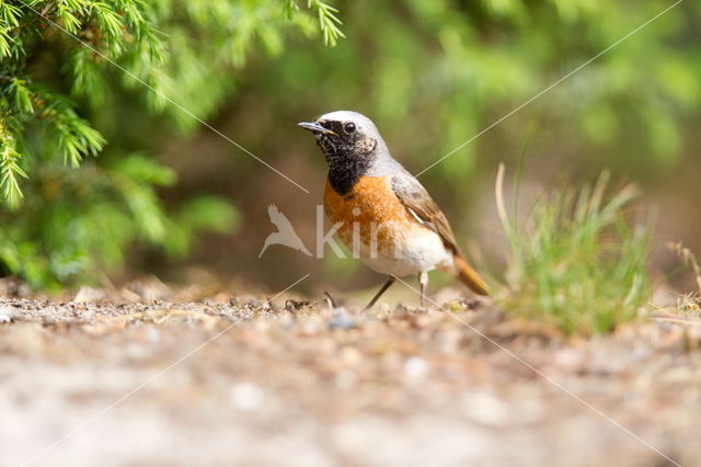 Gekraagde Roodstaart (Phoenicurus phoenicurus)