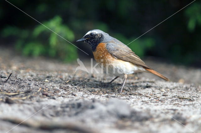 Gekraagde Roodstaart (Phoenicurus phoenicurus)