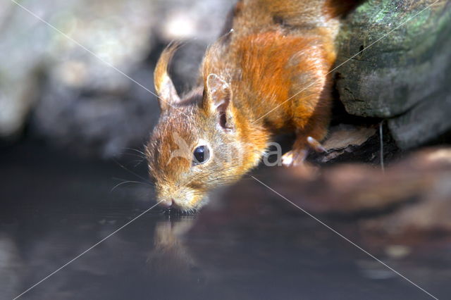 Red Squirrel (Sciurus vulgaris)