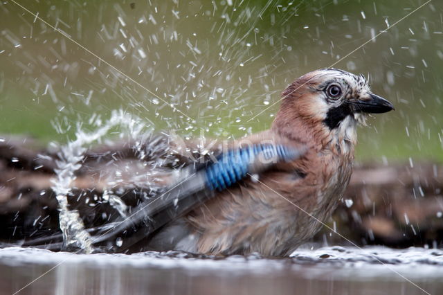 Vlaamse Gaai (Garrulus glandarius)