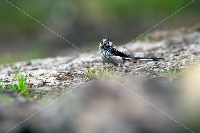 Long-tailed Tit (Aegithalos caudatus)