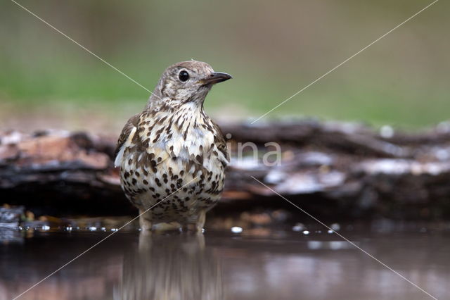 Zanglijster (Turdus philomelos)