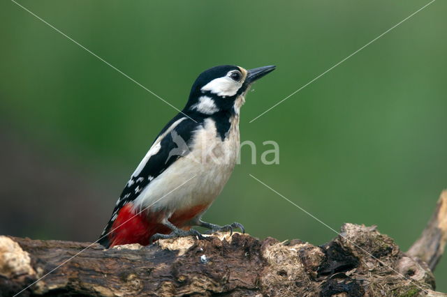 Great Spotted Woodpecker (Dendrocopos major)