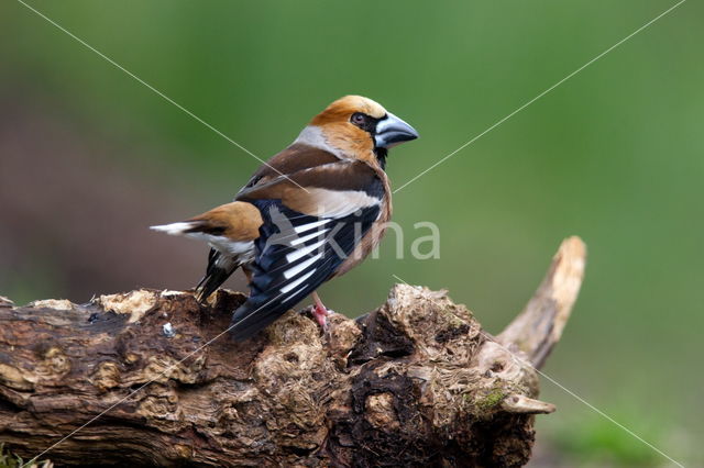 Hawfinch (Coccothraustes coccothraustes)