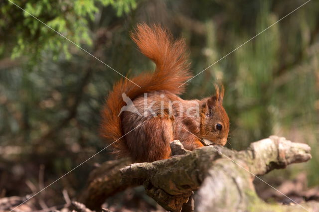 Red Squirrel (Sciurus vulgaris)