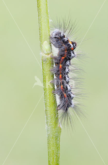 Yellow-tail (Euproctis similis)