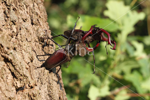Stag Beetle (Lucanus cervus)