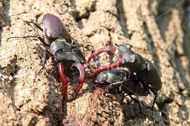 Stag Beetle (Lucanus cervus)