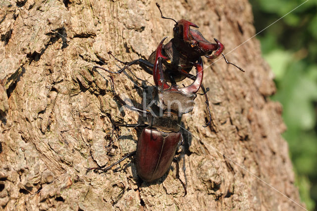 Vliegend hert (Lucanus cervus)