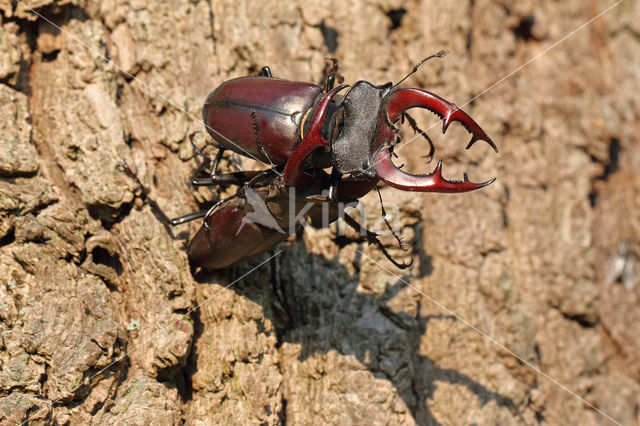 Stag Beetle (Lucanus cervus)