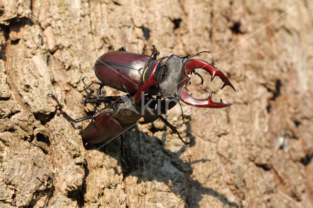 Vliegend hert (Lucanus cervus)