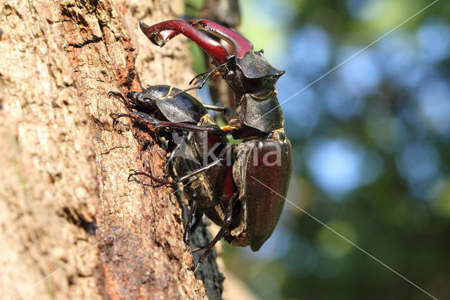 Stag Beetle (Lucanus cervus)