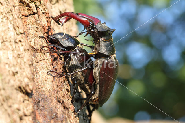 Stag Beetle (Lucanus cervus)
