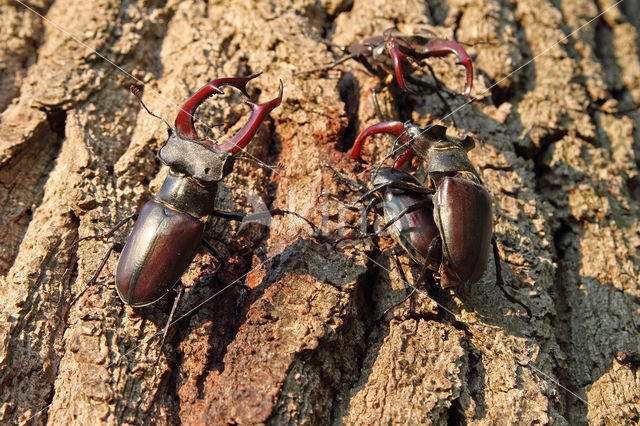 Vliegend hert (Lucanus cervus)