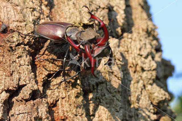 Stag Beetle (Lucanus cervus)