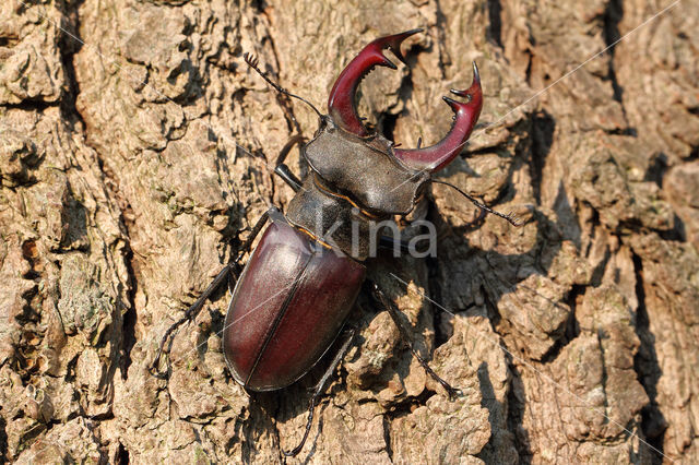 Vliegend hert (Lucanus cervus)