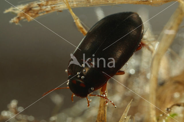 Agabus striolatus