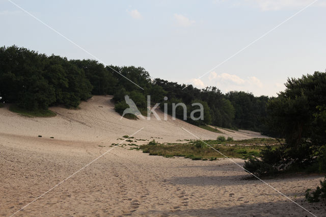 Natuurpark De Maashorst