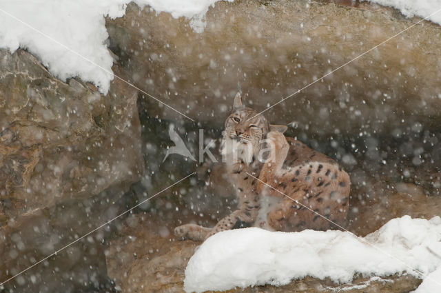 Euraziatische lynx (Lynx lynx)