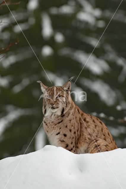 Euraziatische lynx (Lynx lynx)