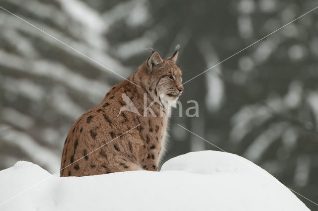 Euraziatische lynx (Lynx lynx)