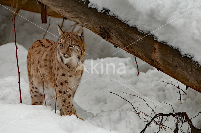 Euraziatische lynx (Lynx lynx)