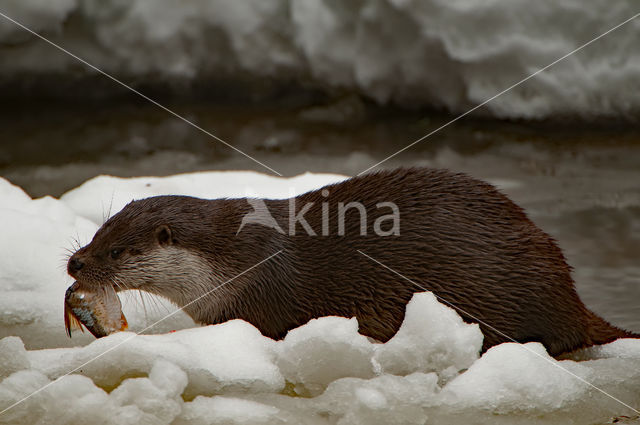 European Otter (Lutra lutra)