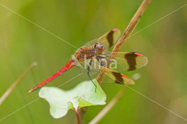 Bandheidelibel (Sympetrum pedemontanum)