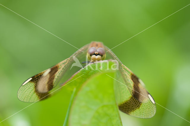 band-winged dragonfly (Sympetrum pedemontanum)