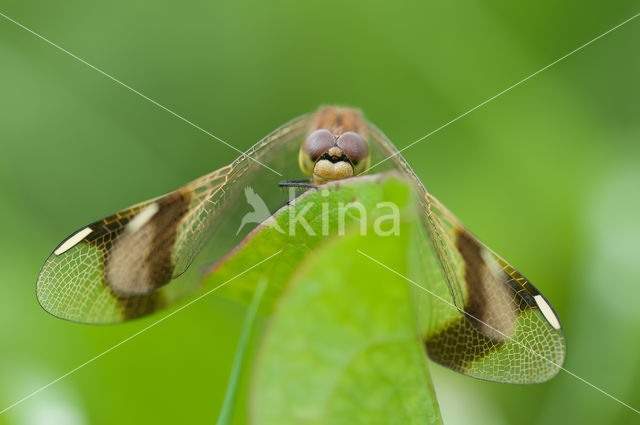 Bandheidelibel (Sympetrum pedemontanum)