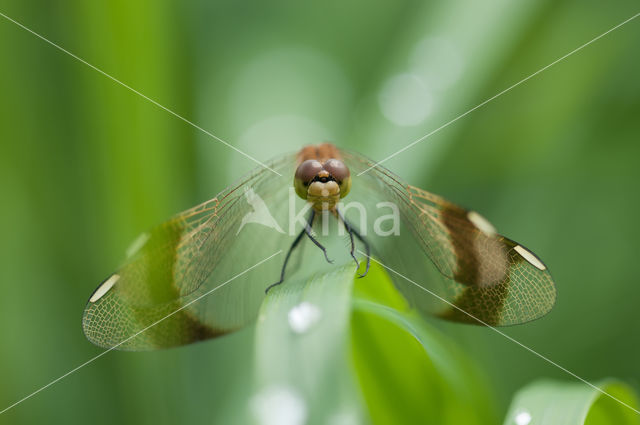 band-winged dragonfly (Sympetrum pedemontanum)