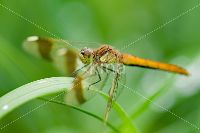 band-winged dragonfly (Sympetrum pedemontanum)