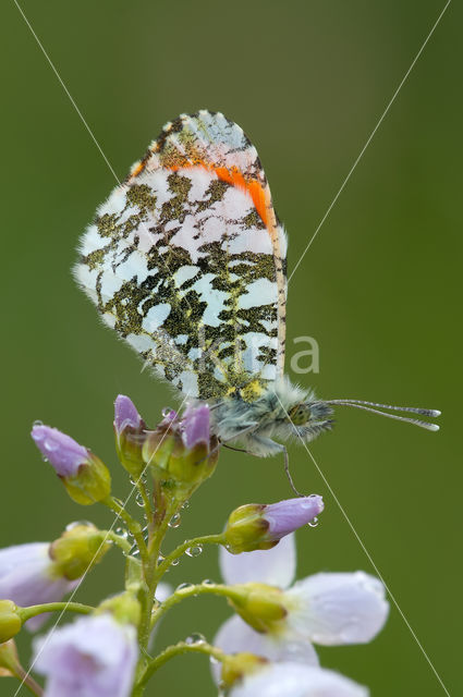 Oranjetipje (Anthocharis cardamines)